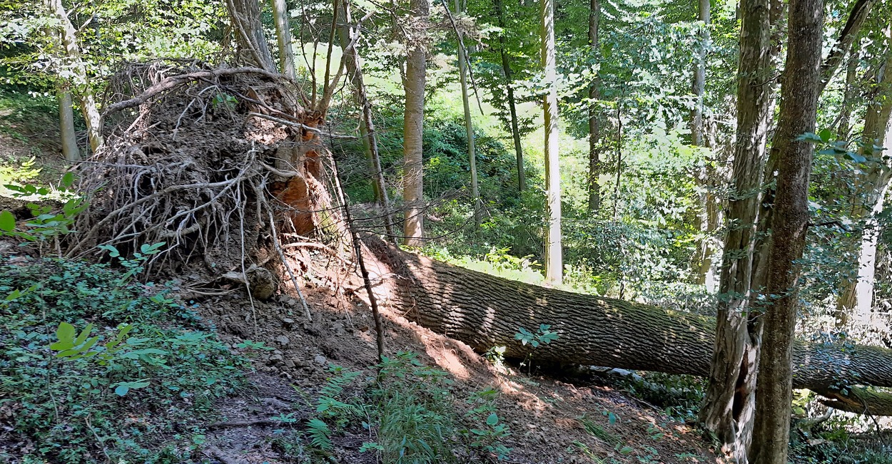 Entwurzelter Baum entlang der Gleichenberger Bahn
